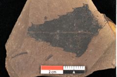 Foto (Detailsansicht) von Quercus palaeoilex Ettingshausen (NHMW-GEO-2024-0188-0929)